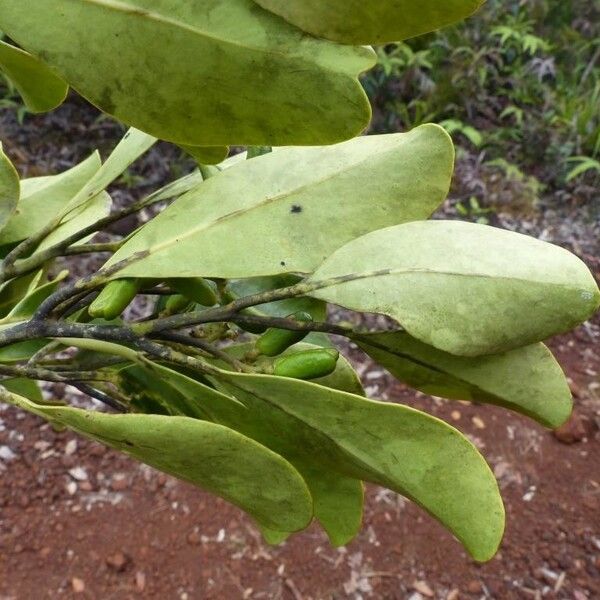 Gastrolepis austrocaledonica
