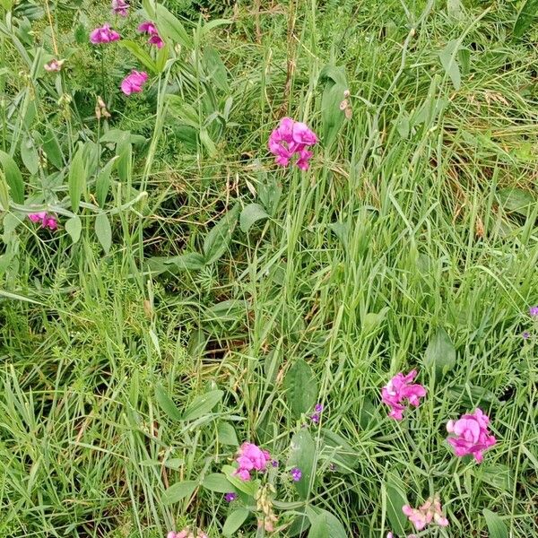 Lathyrus latifolius Habitatea