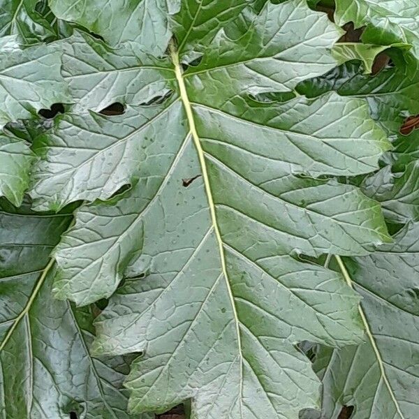 Acanthus mollis Leaf