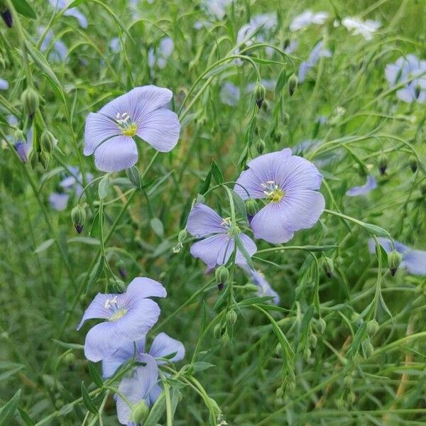 Linum perenne Flower