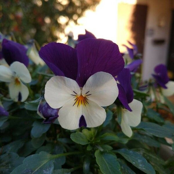 Viola × wittrockiana Blomst