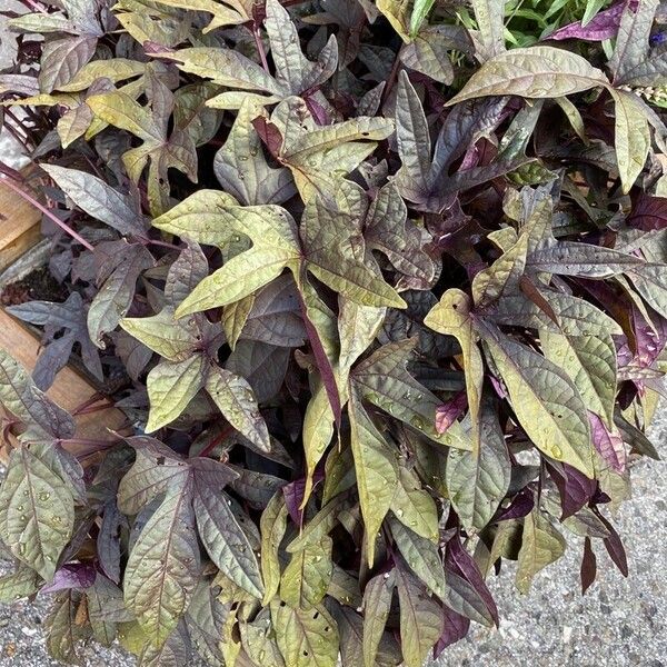 Ipomoea batatas Celota