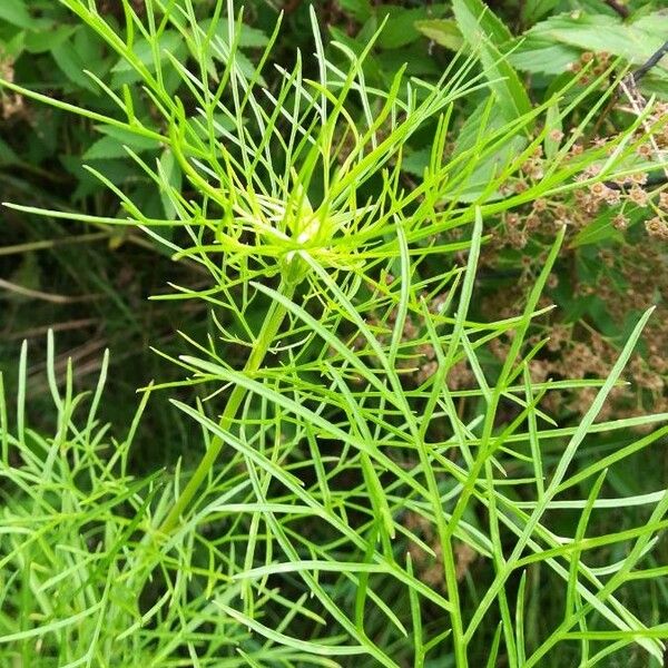 Cosmos bipinnatus برگ