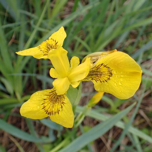 Iris pseudacorus പുഷ്പം