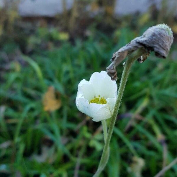 Anemonoides sylvestris Flower