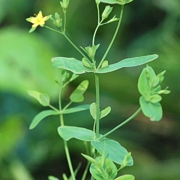 Hypericum mutilum Habitat