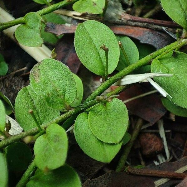 Evolvulus pusillus Blad