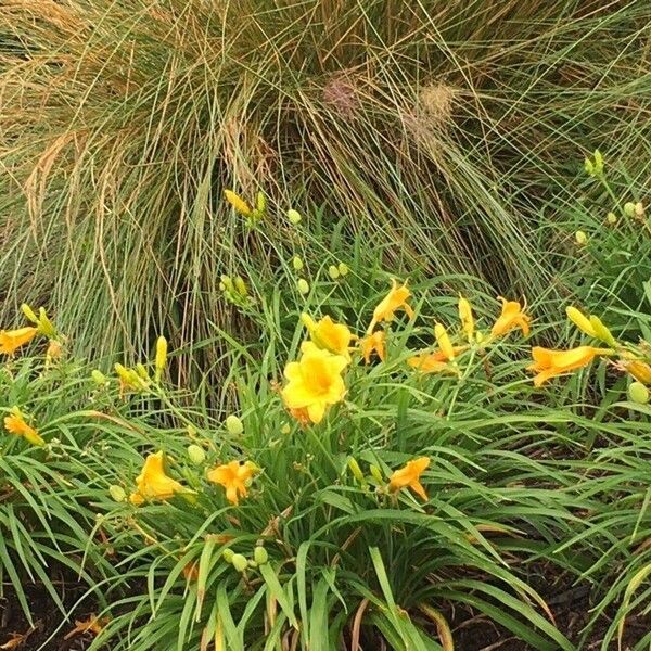 Hemerocallis lilioasphodelus Flors