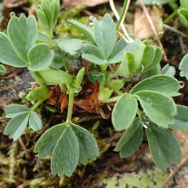 Sibbaldia procumbens Агульны выгляд