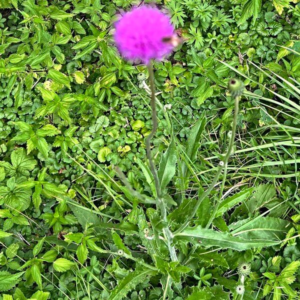 Cirsium canum फूल