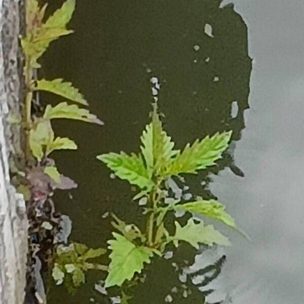 Lycopus europaeus Leaf