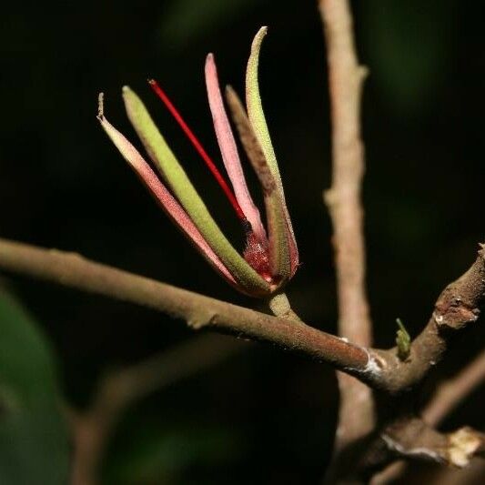 Ryania speciosa Flower