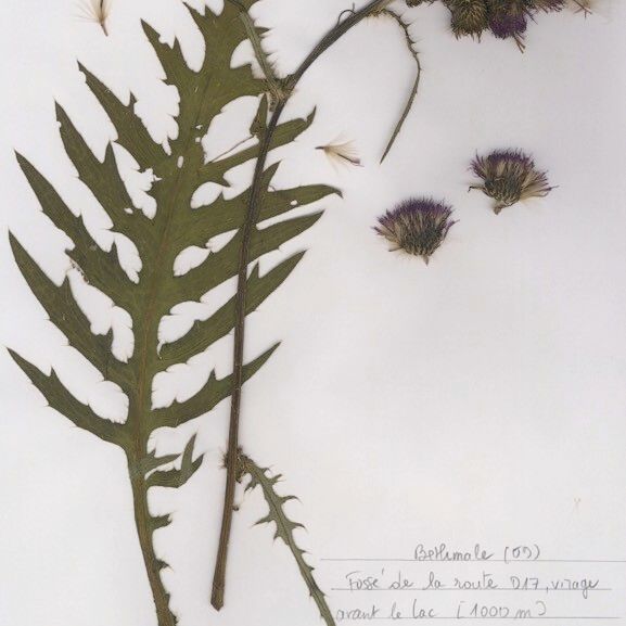 Cirsium x subalpinum Diğer