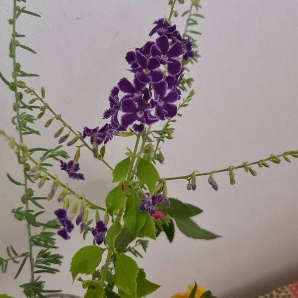 Duranta erecta Квітка