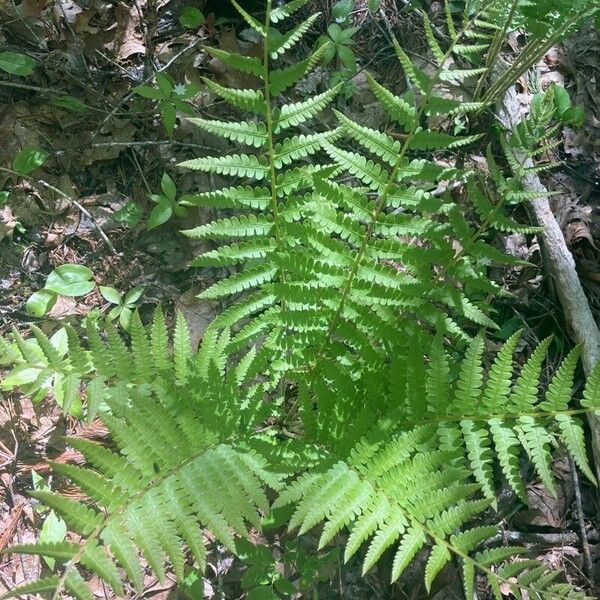 Osmundastrum cinnamomeum Leaf