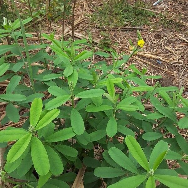 Crotalaria retusa Листок