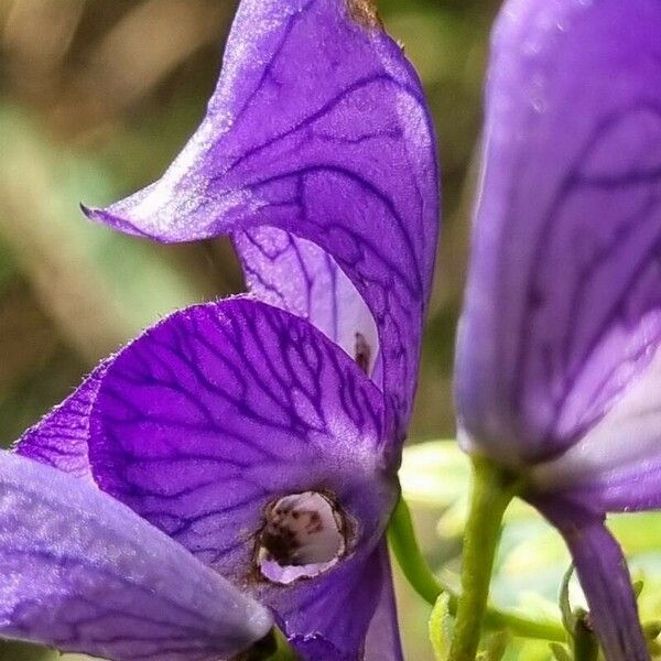 Aconitum variegatum Λουλούδι