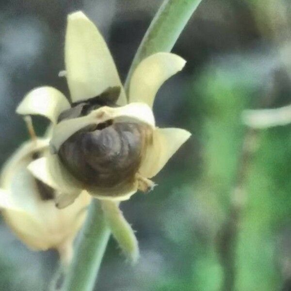 Linaria simplex ഫലം