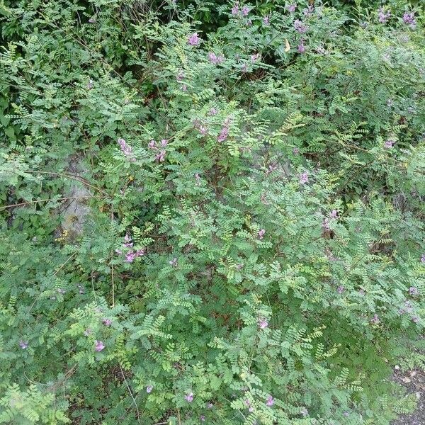 Indigofera heterantha Habit