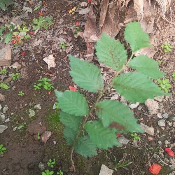 Ulmus americana Leaf