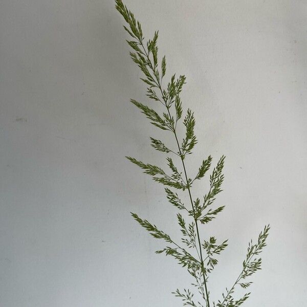 Poa trivialis Flower