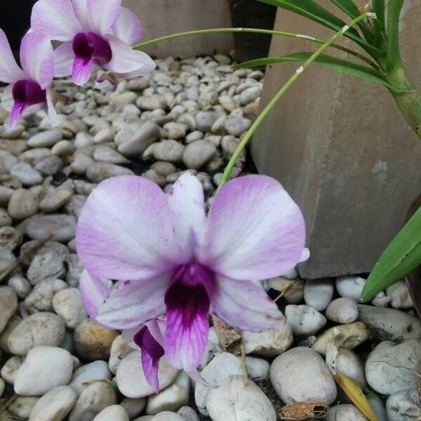 Kaempferia rotunda Flower