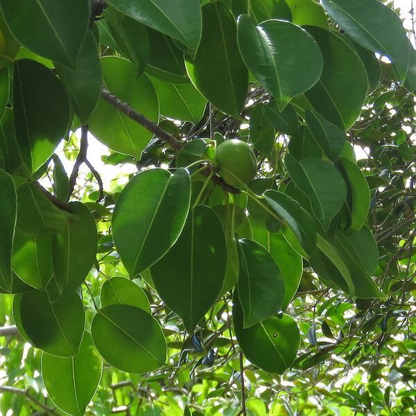 Hippomane mancinella Fruit