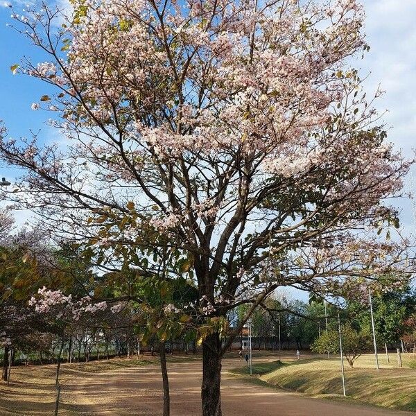 Tabebuia roseoalba Elinympäristö