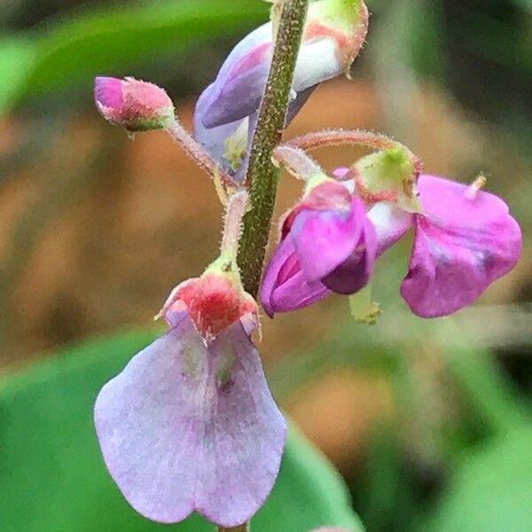 Desmodium incanum Virág