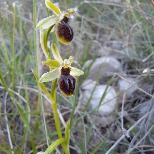 Ophrys sphegodes Flors