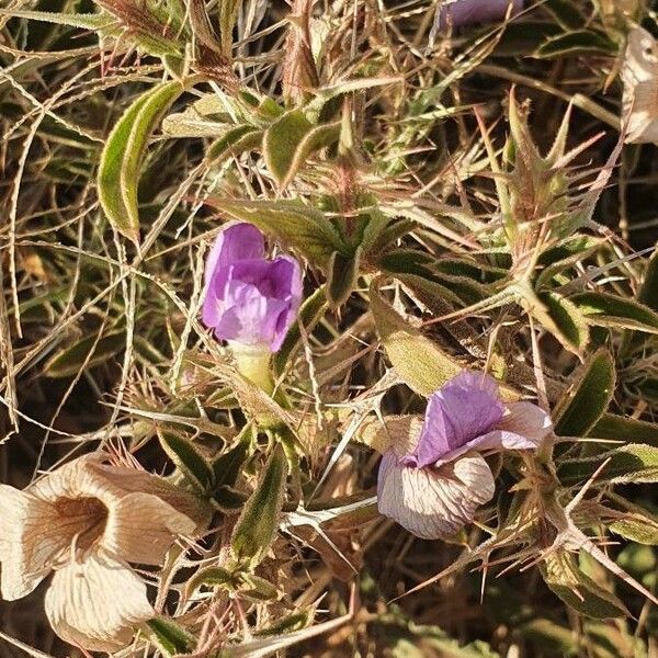 Barleria delamerei Цвят