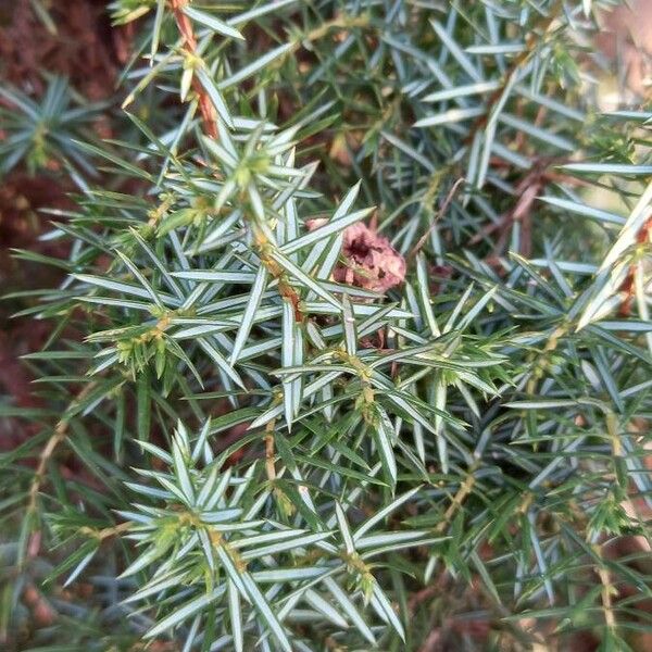 Juniperus communis Lehti