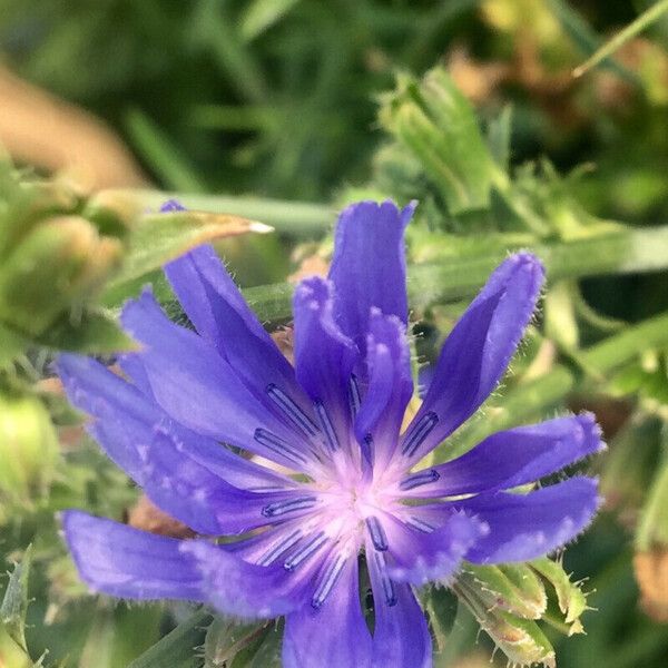 Cichorium endivia 花