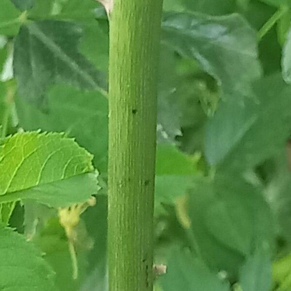 Rosa × malmundariensis Bark