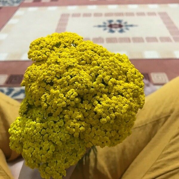 Achillea ageratum Квітка