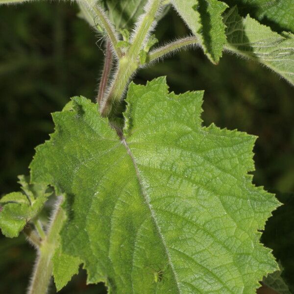 Hyptis suaveolens Ліст