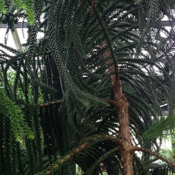 Araucaria laubenfelsii 葉