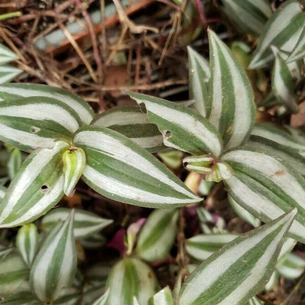 Tradescantia zebrina Blad