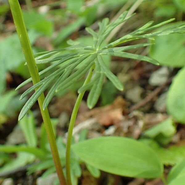 Aconitum anthora आदत