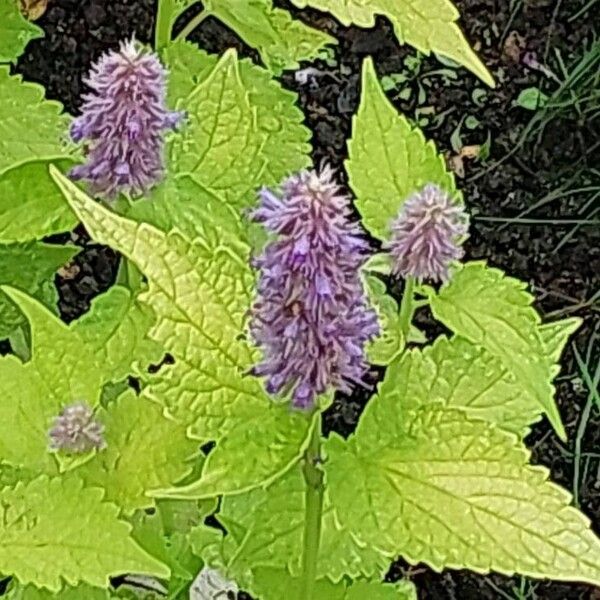 Agastache foeniculum Blomma