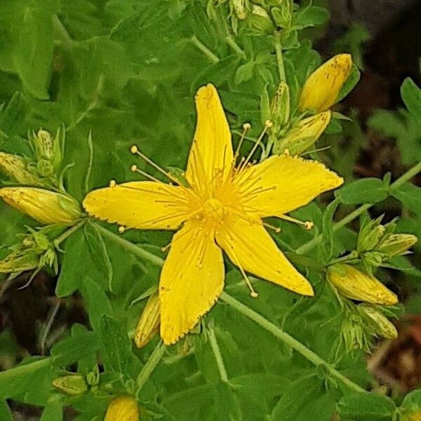 Hypericum tetrapterum Flower