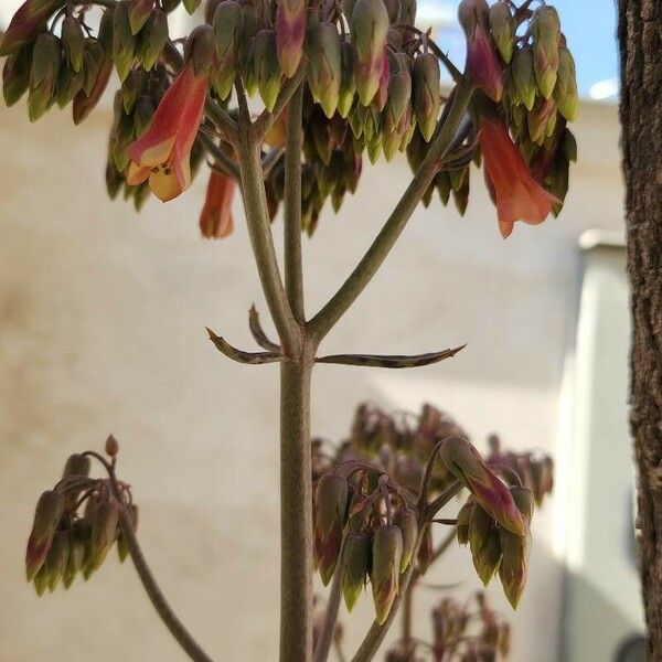 Kalanchoe serrata Kvet