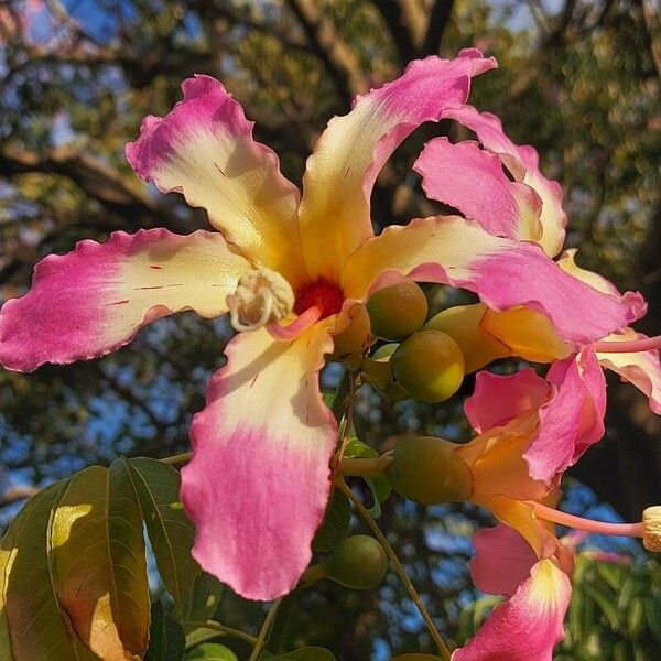 Ceiba speciosa Flower