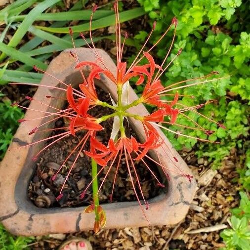 Lycoris radiata Květ