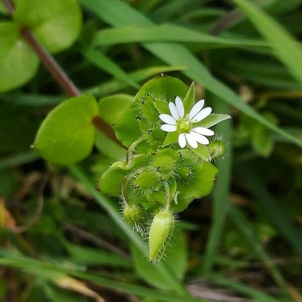 Stellaria media 花