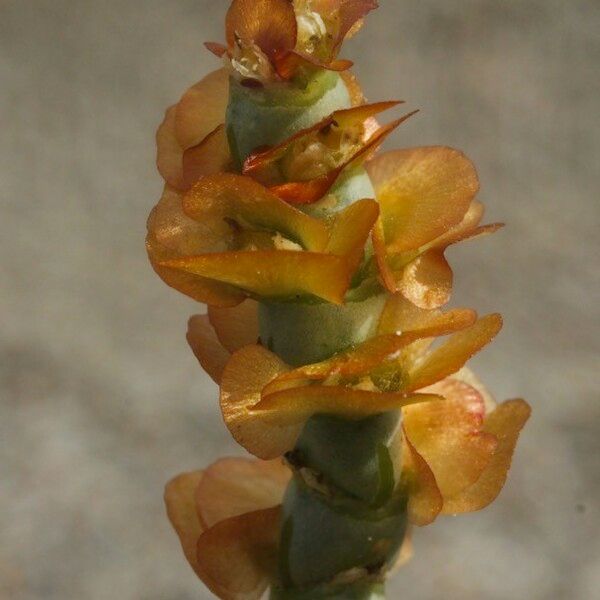 Anabasis articulata പുഷ്പം