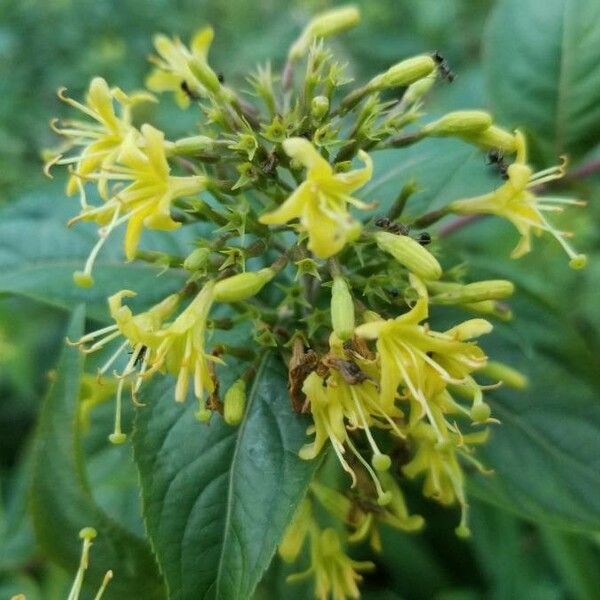 Diervilla lonicera Fiore