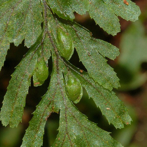 Hymenophyllum holochilum 葉