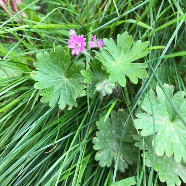 Geranium molle Квітка