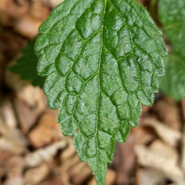 Lamium galeobdolon Leaf
